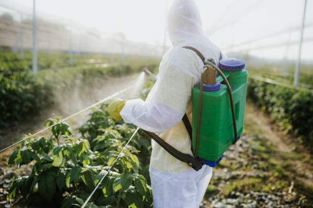 Best Pest Removal Services  in Charleston, MS